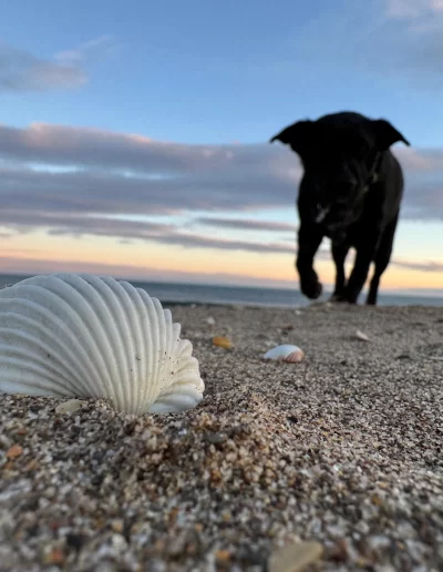 Pes Bruno na pláži.